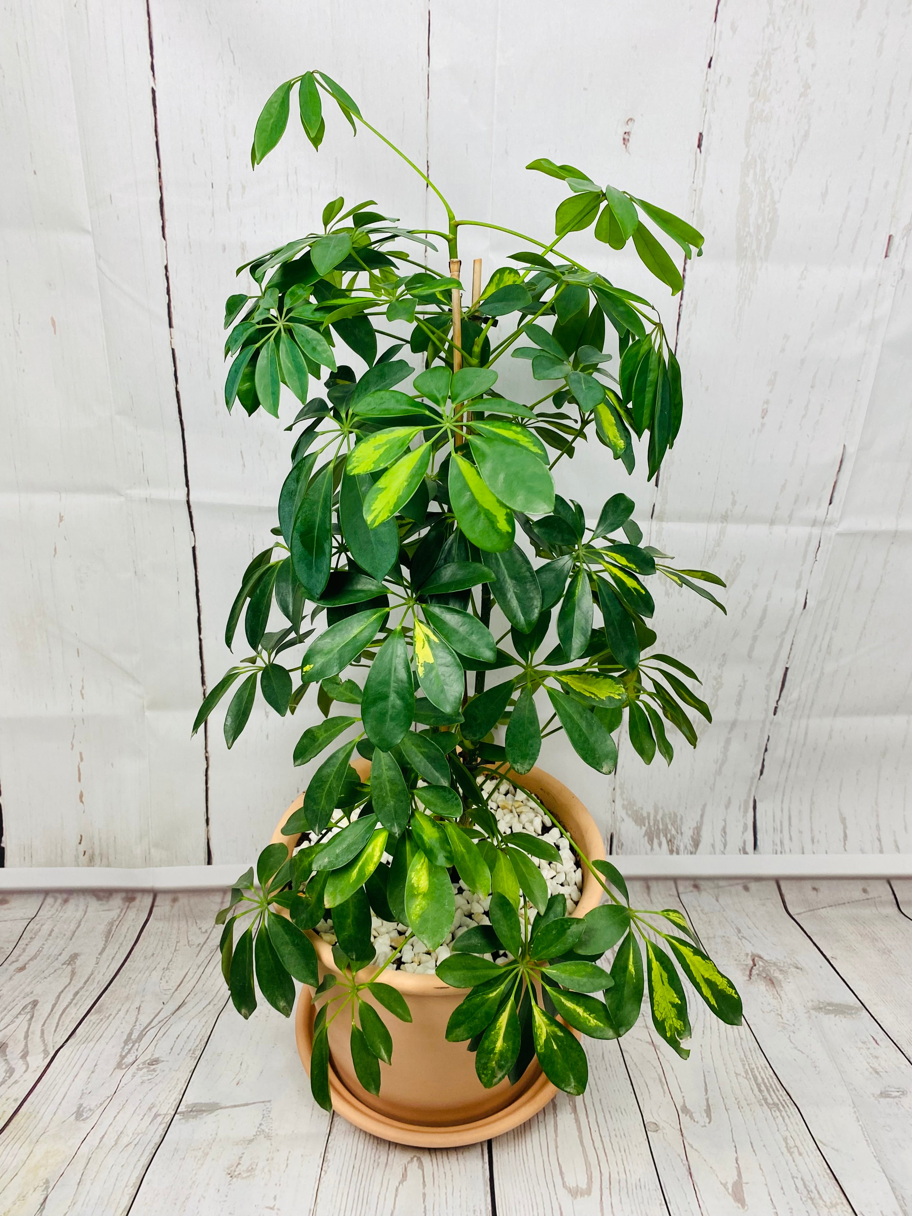 Variegated Umbrella Plant – Meenac Garden