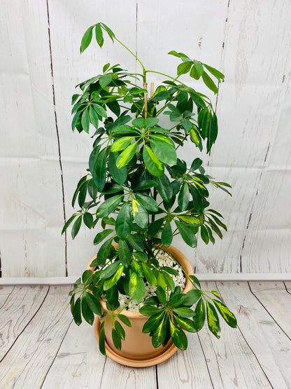 Variegated Umbrella Plant