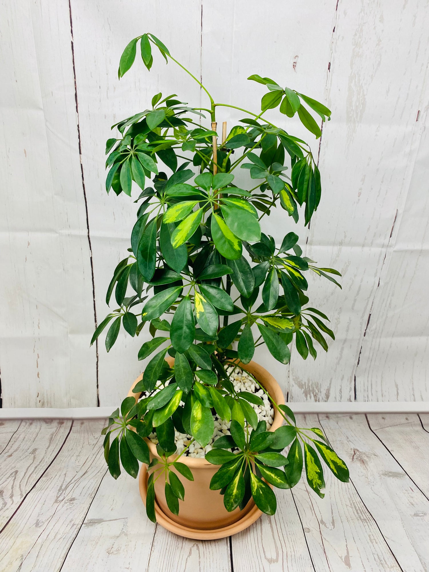 Variegated Umbrella Plant