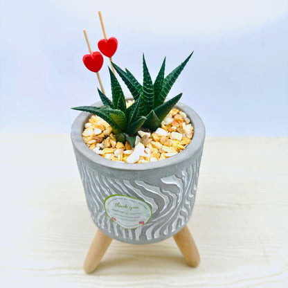 Valentines Haworthia Duo