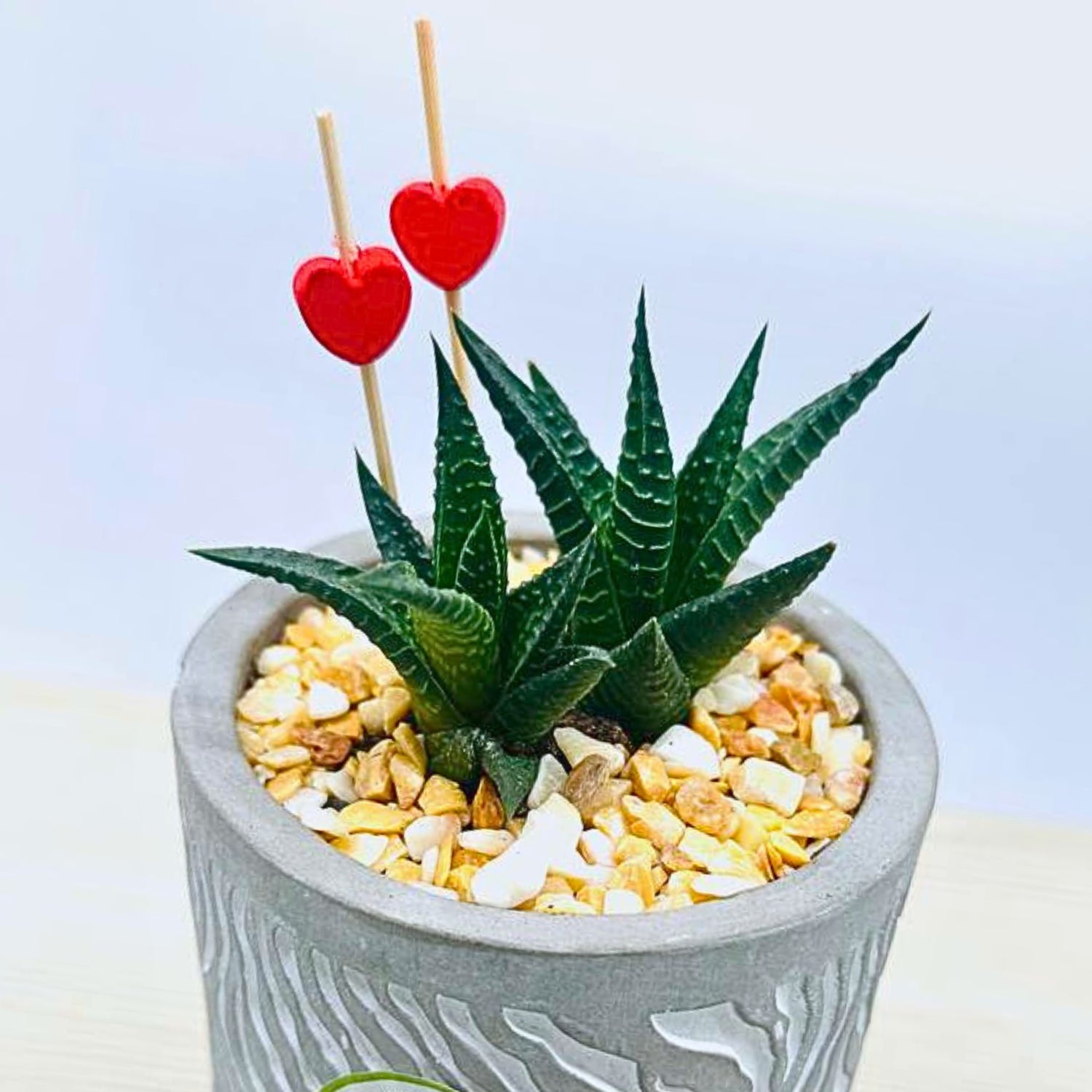 Valentines Haworthia Duo