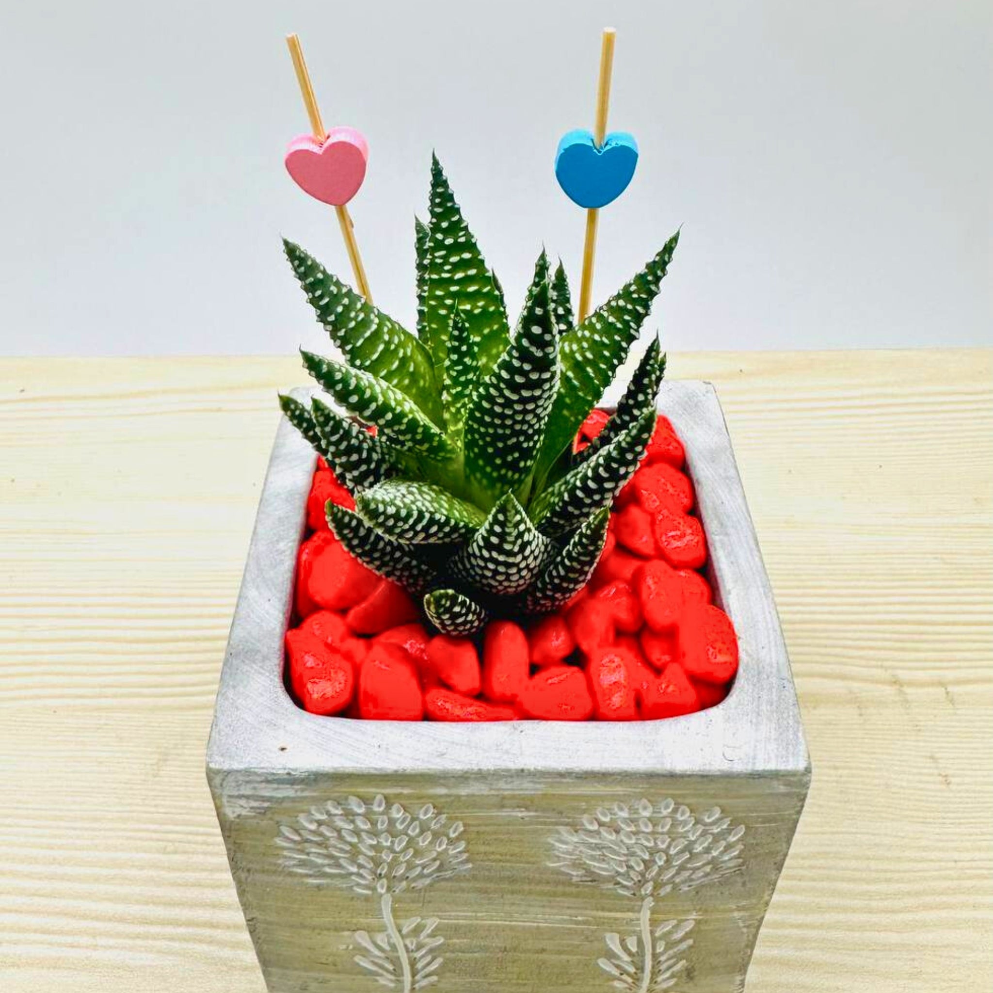 Valentines Haworthia