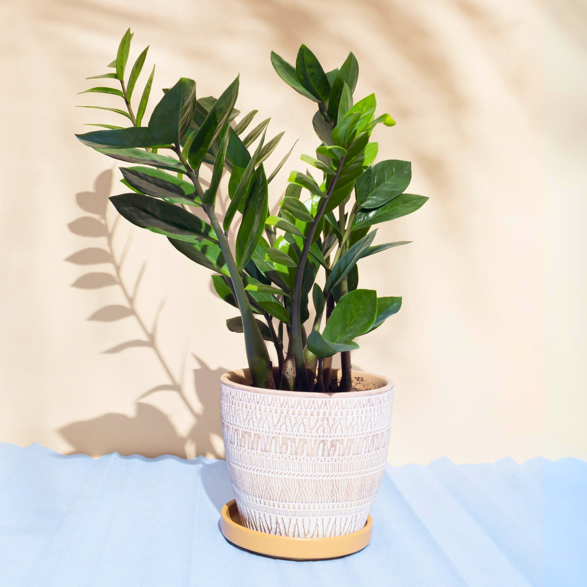 ZZ Plant - Eternity Plant (Zamioculcas Zamiifolia)