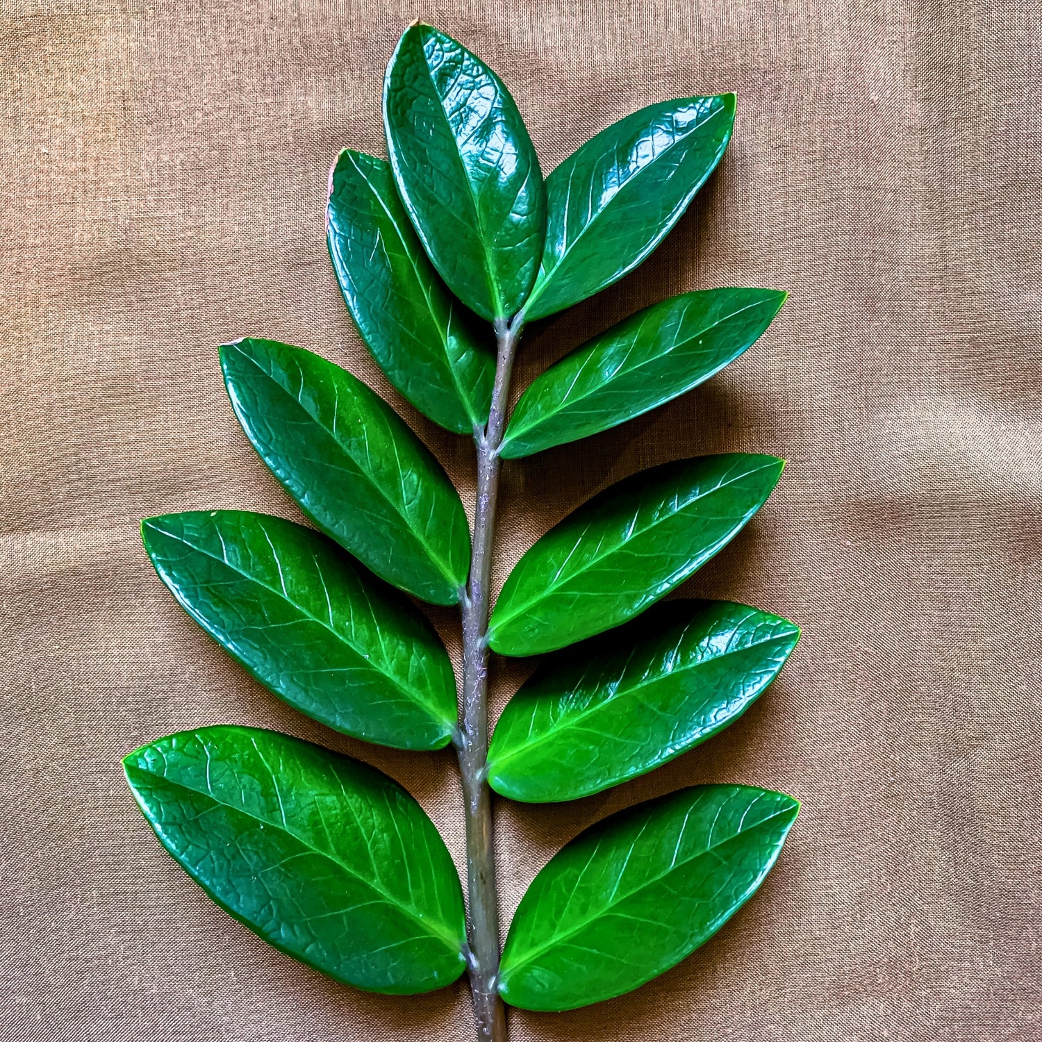 ZZ Plant - Eternity Plant (Zamioculcas Zamiifolia)