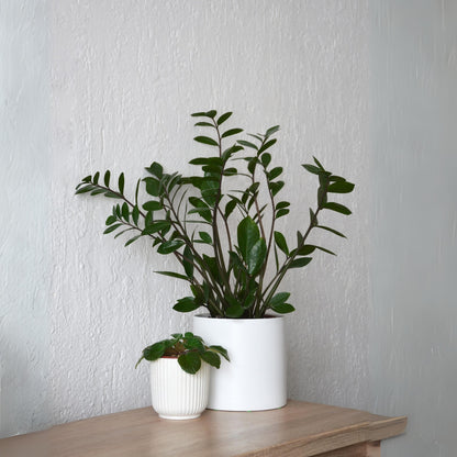 ZZ Plant - Eternity Plant (Zamioculcas Zamiifolia)