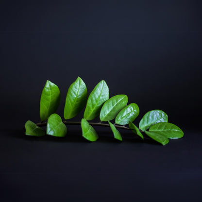 ZZ Plant - Eternity Plant (Zamioculcas Zamiifolia)