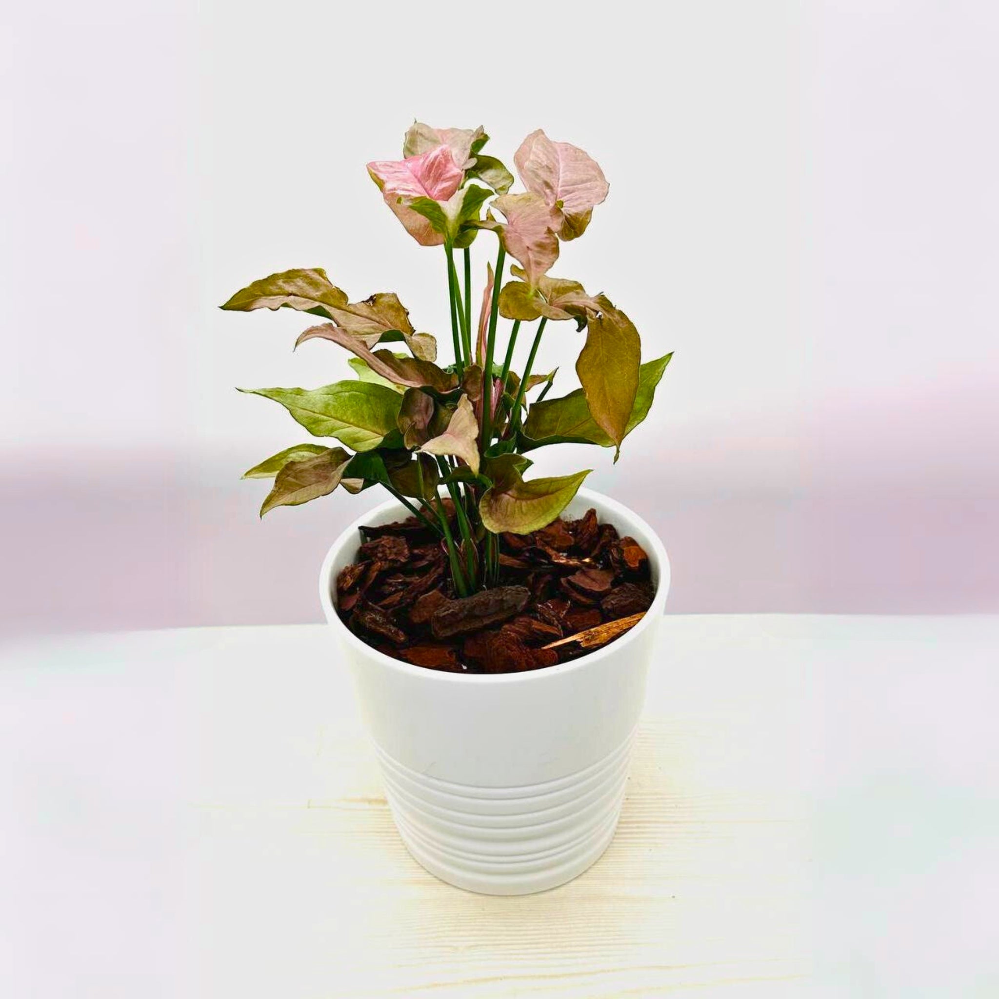 Blushing Pink Syngonium in Ceramic Pot