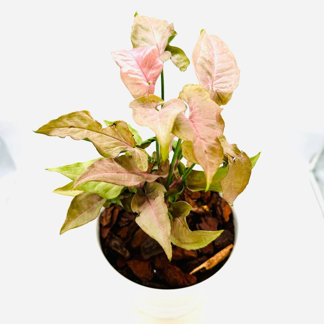 Blushing Pink Syngonium in Ceramic Pot