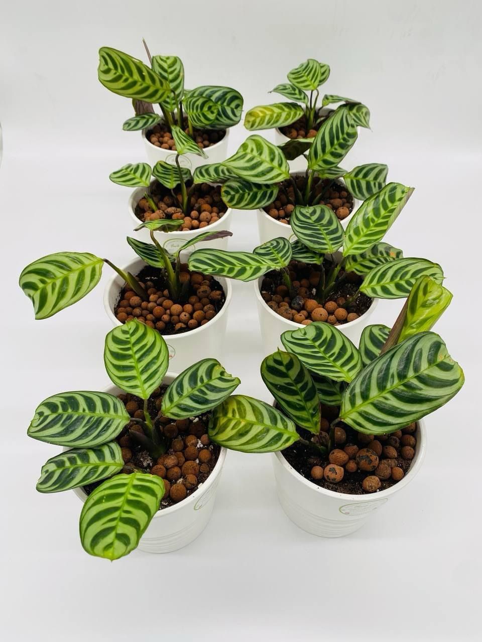 Calathea Peacock Plant in Luxurious Ceramic Pot