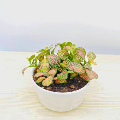 Densely Populated Fittonia in White Planter