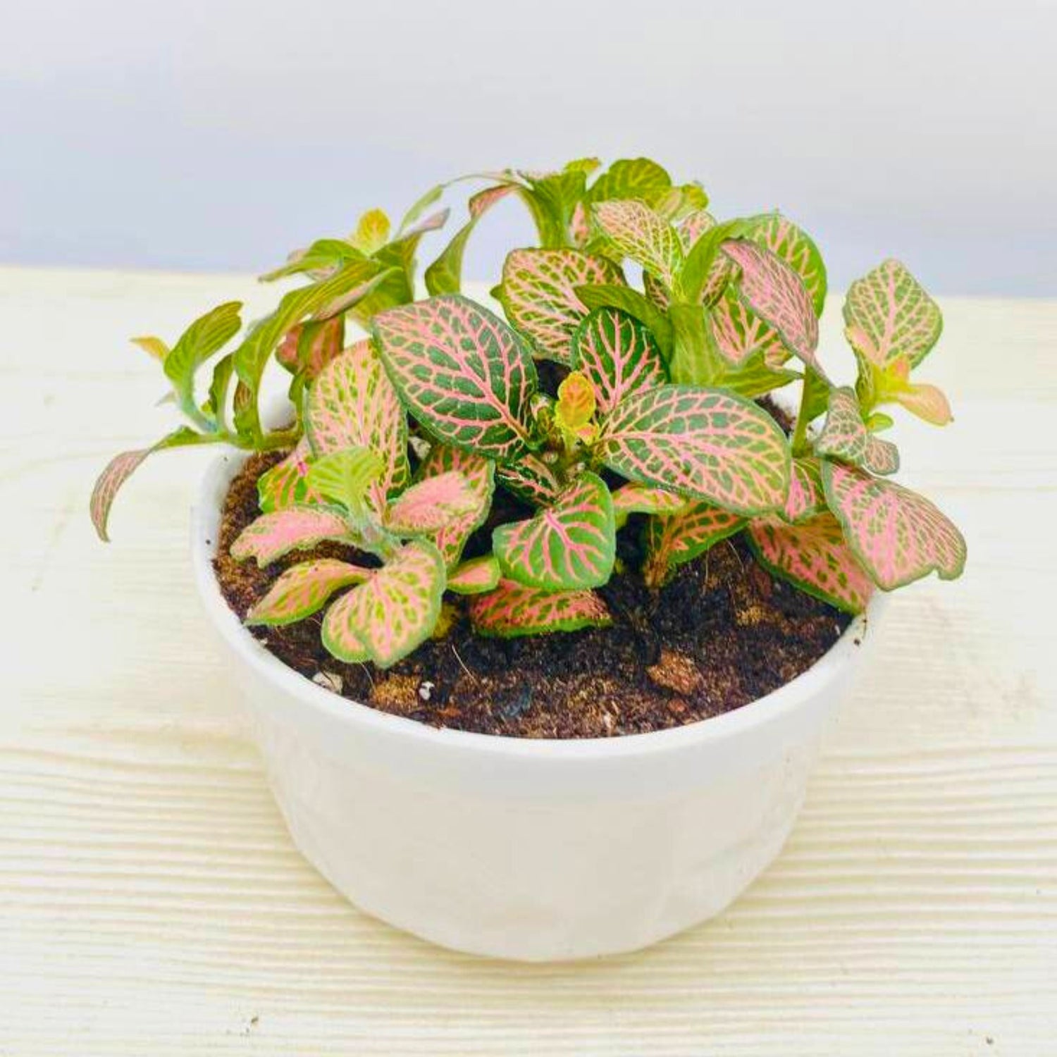 Densely Populated Fittonia in White Planter