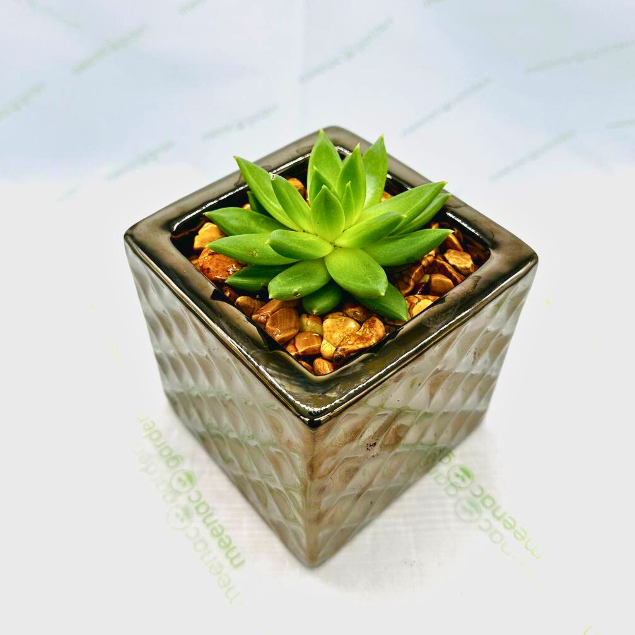 Echeveria Succulent in Ceramic Pot