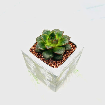 Echeveria Succulent in Concrete Pot