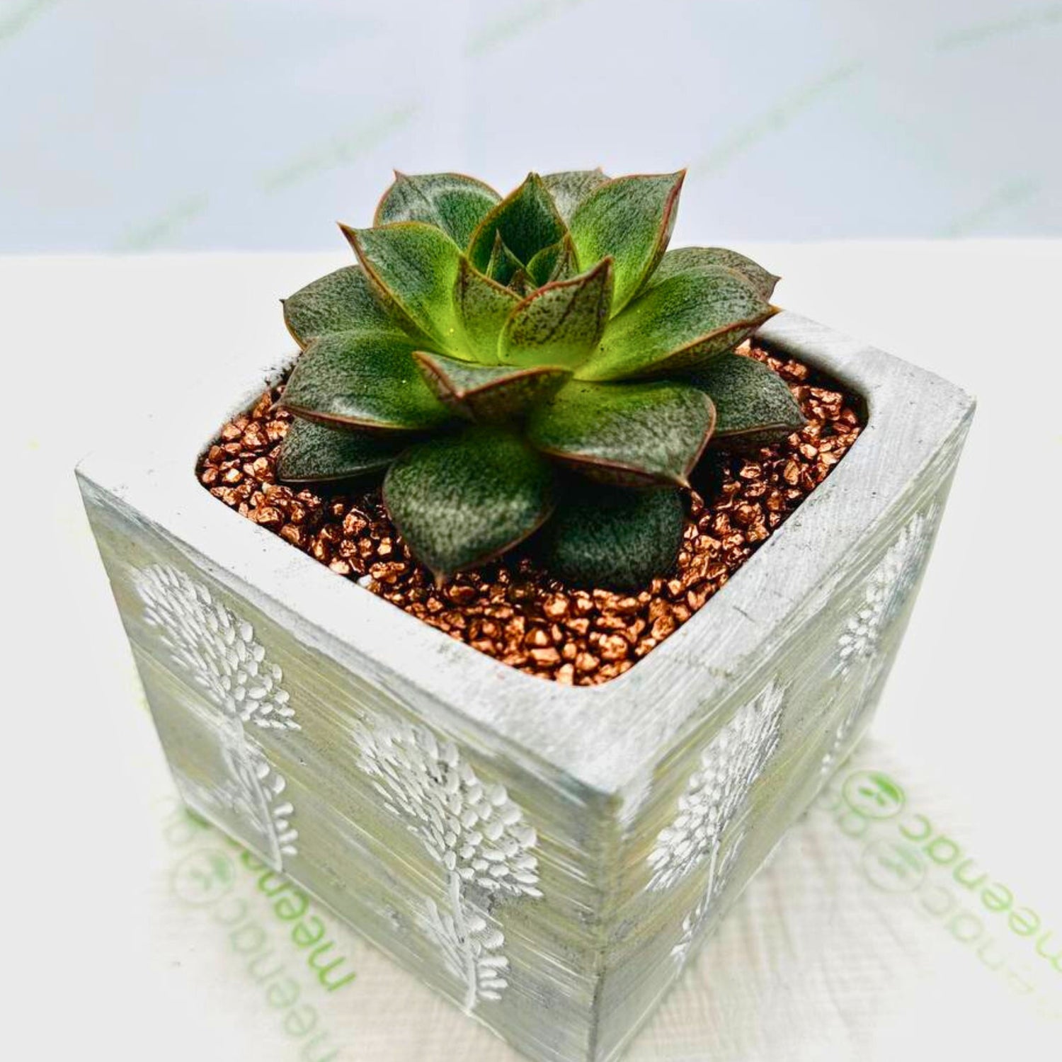 Echeveria Succulent in Concrete Pot