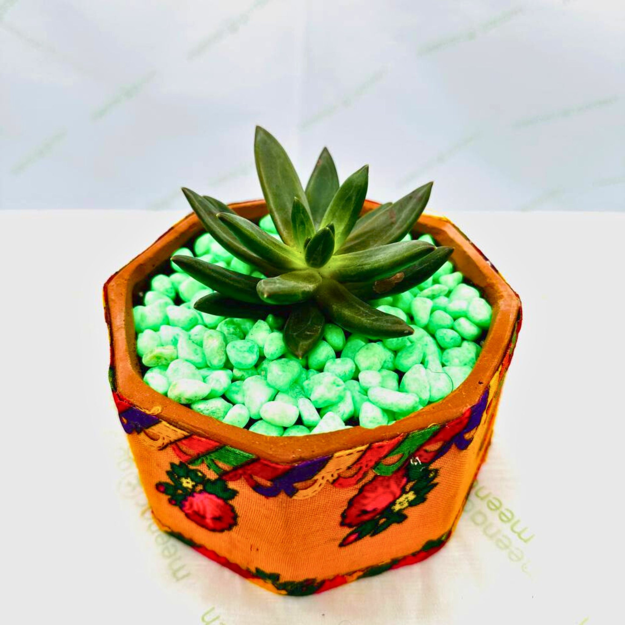 Echeveria with Green Rocks in Ceramic Planter