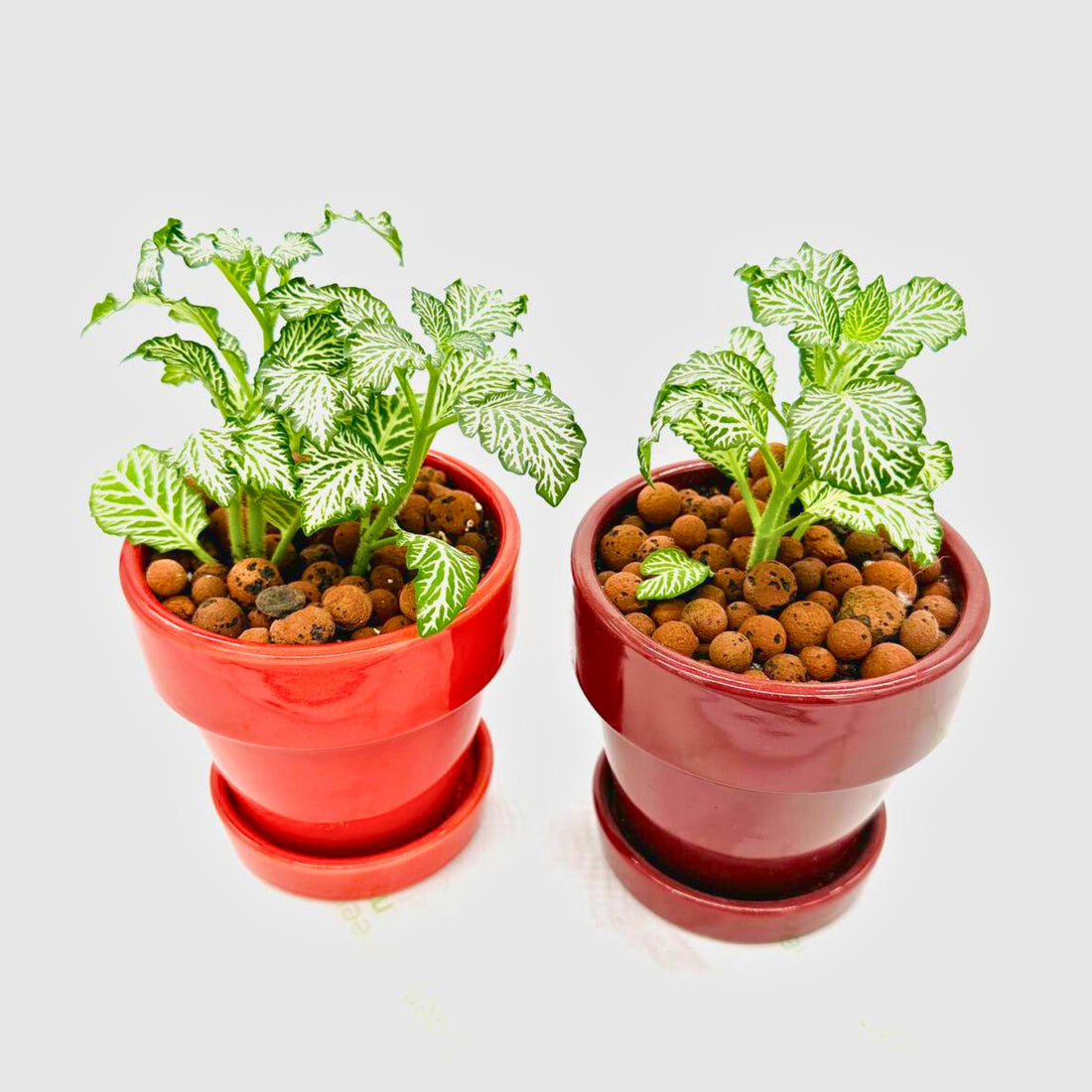 Fittonia Duo in Red &amp; Maroon Planters