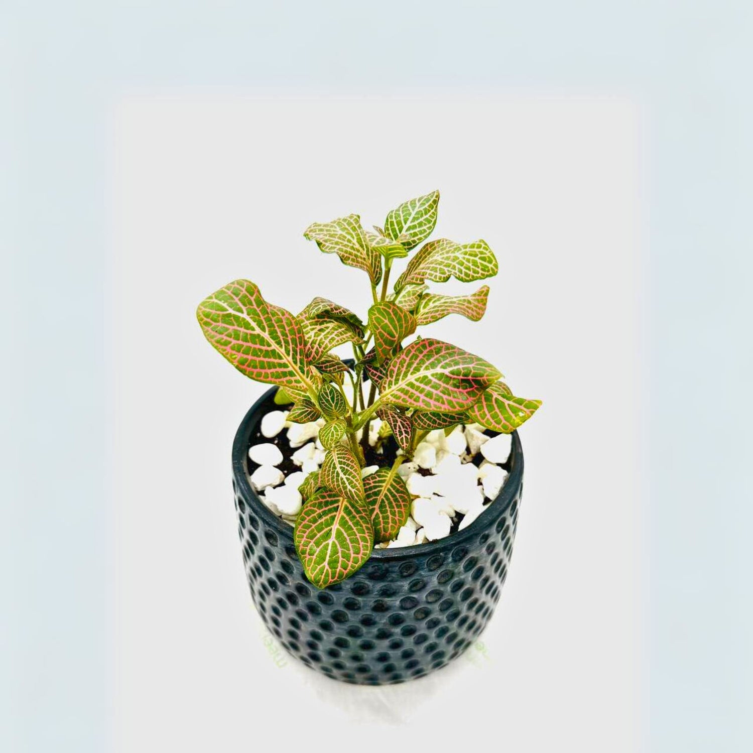 Fittonia Nerve Plant in Black Gloss Ceramic Pot