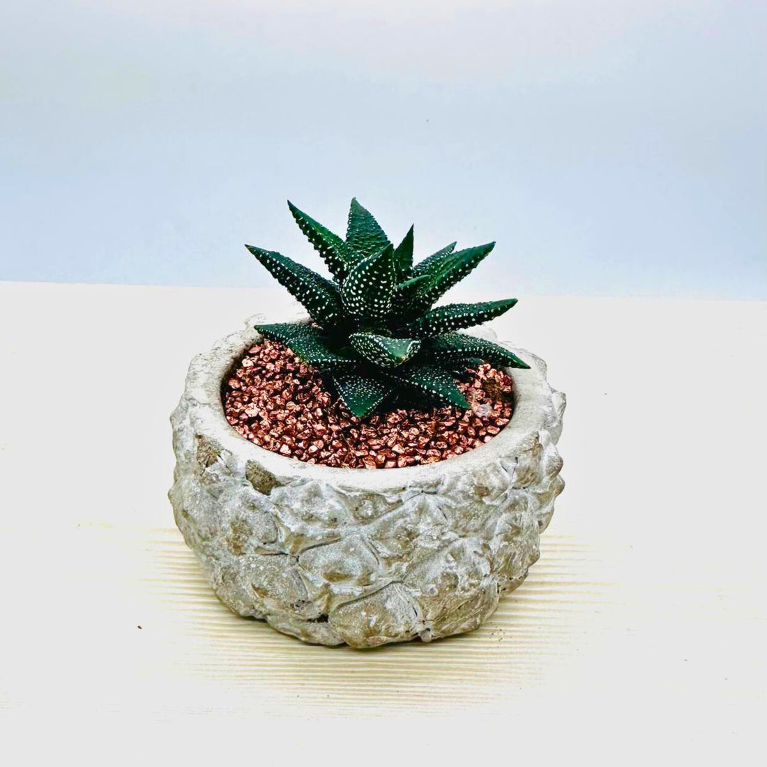 Haworthia Succulent in Concrete Pot