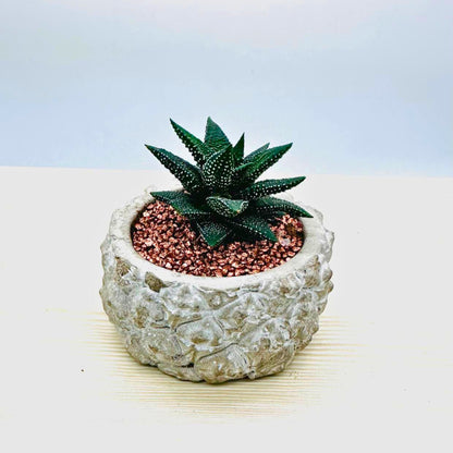 Haworthia Succulent in Concrete Pot