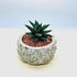 Haworthia Succulent in Concrete Pot