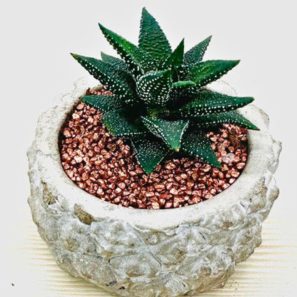 Haworthia Succulent in Concrete Pot