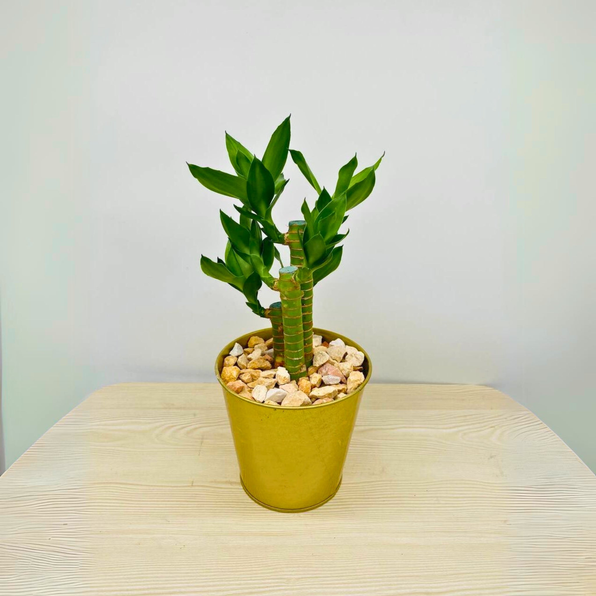 Lucky Bamboo in Gold Pot