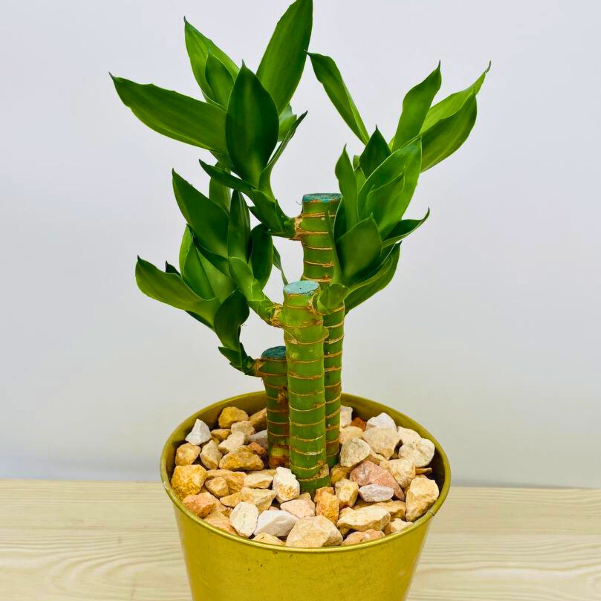 Lucky Bamboo in Gold Pot