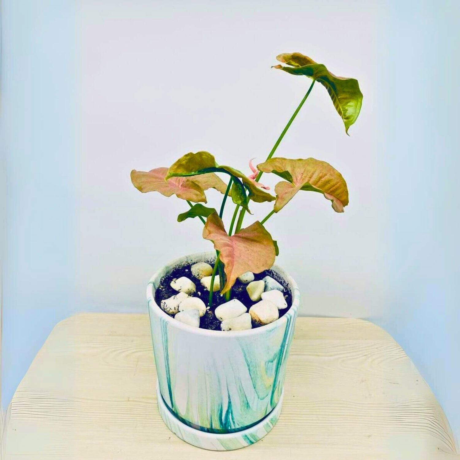 Pink Syngonium Plant in White Ceramic Pot