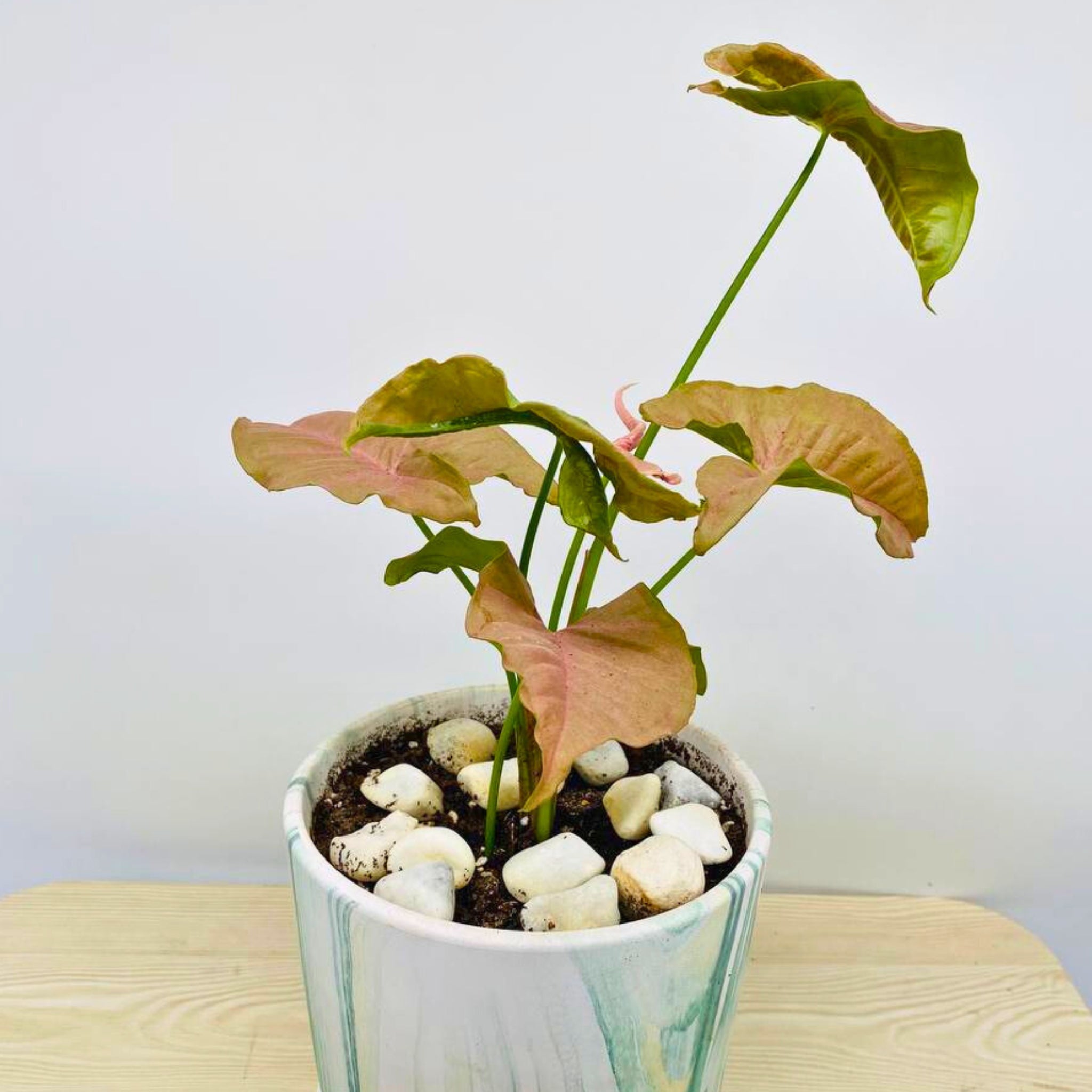 Pink Syngonium Plant in White Ceramic Pot