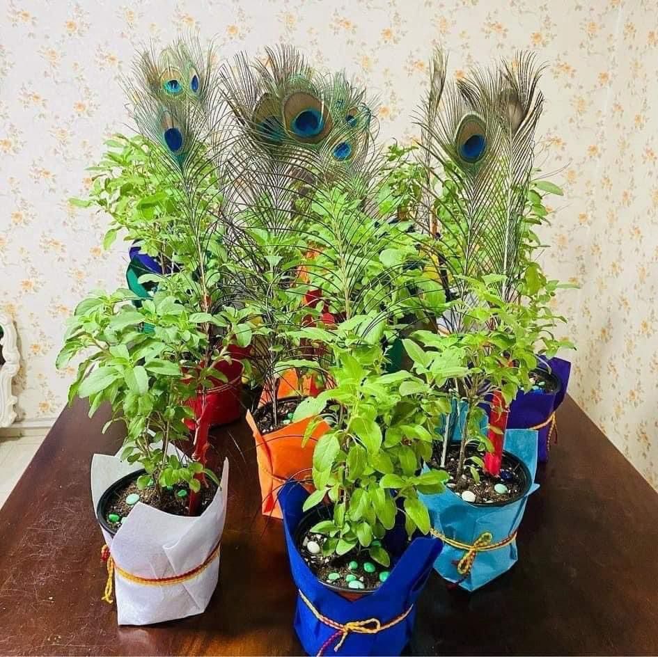 Sacred Tulsi Plant with Peacock Feather