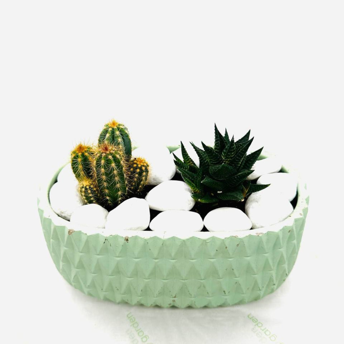 Spiky Succulents in Green Planter