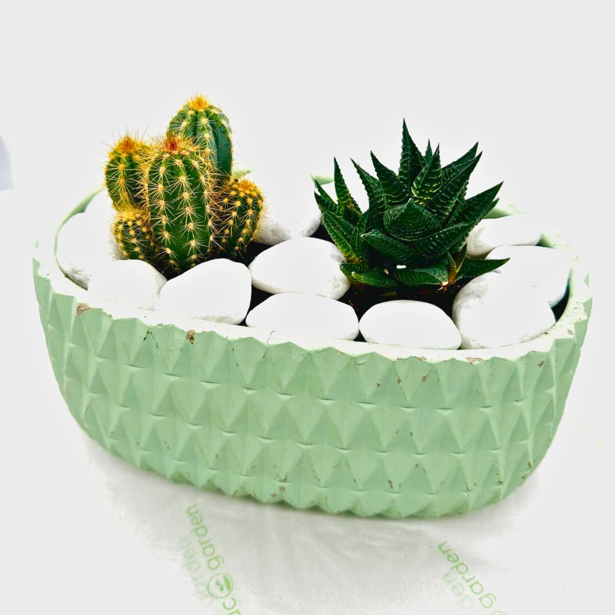 Spiky Succulents in Green Planter