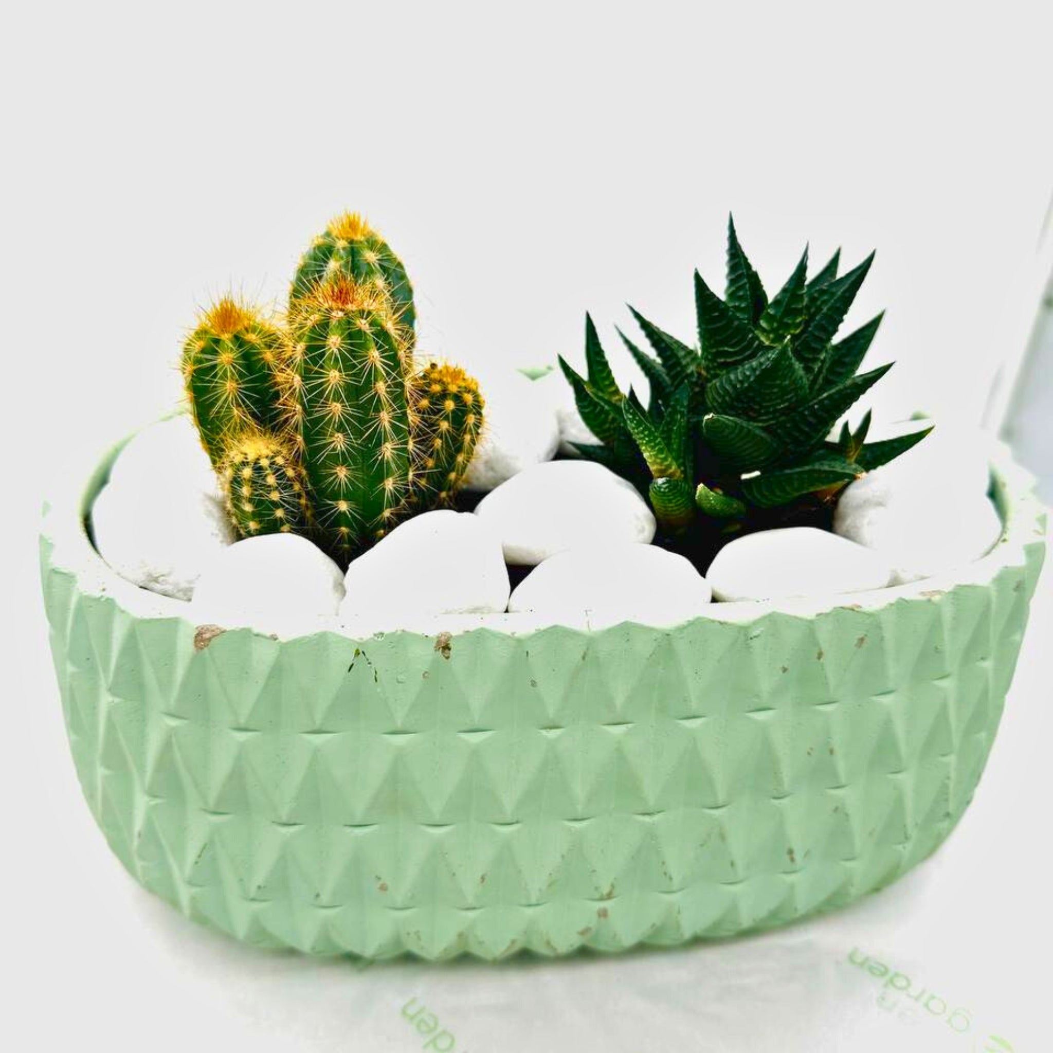 Spiky Succulents in Green Planter