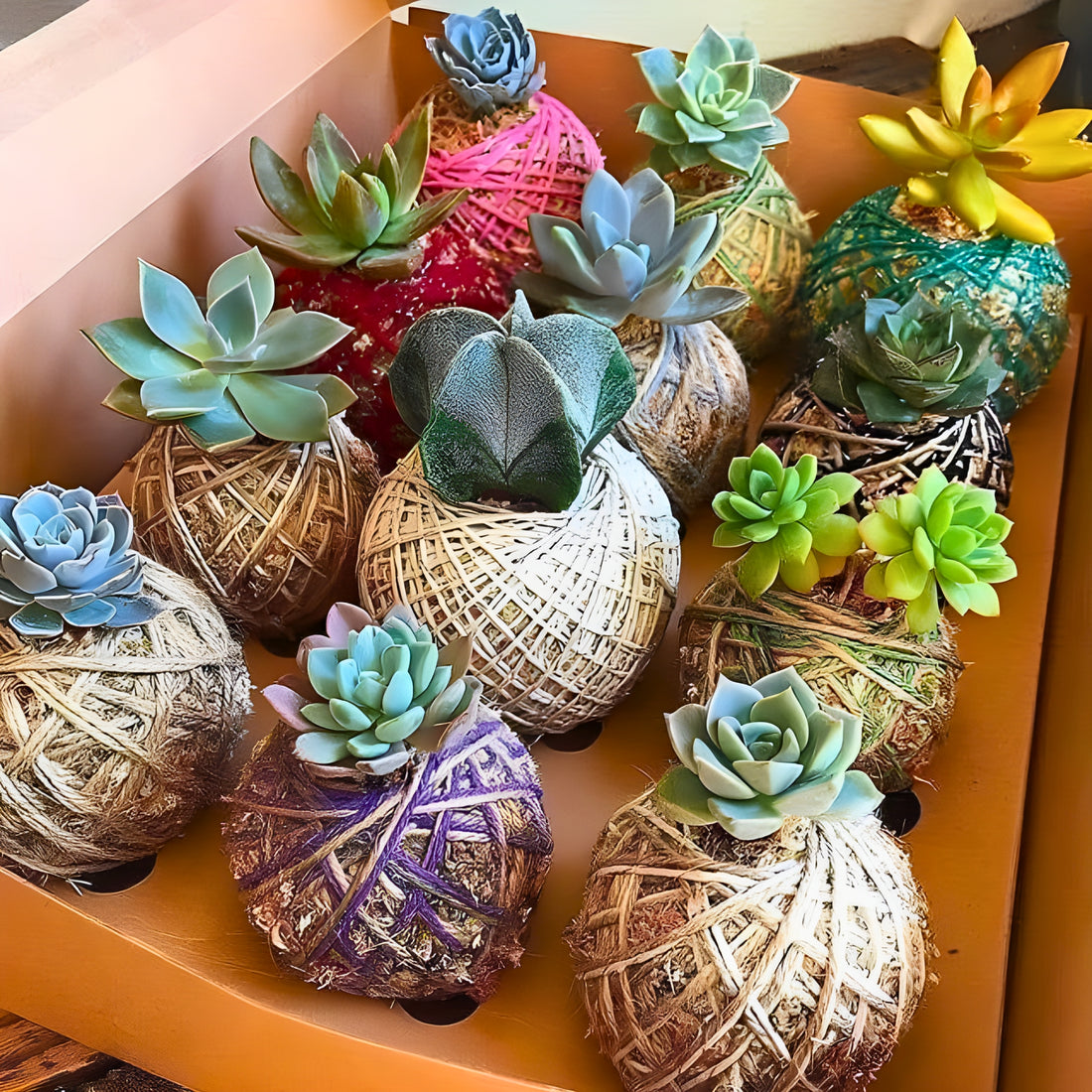 Succulent Kokedama Return Gift (Pack of 12)