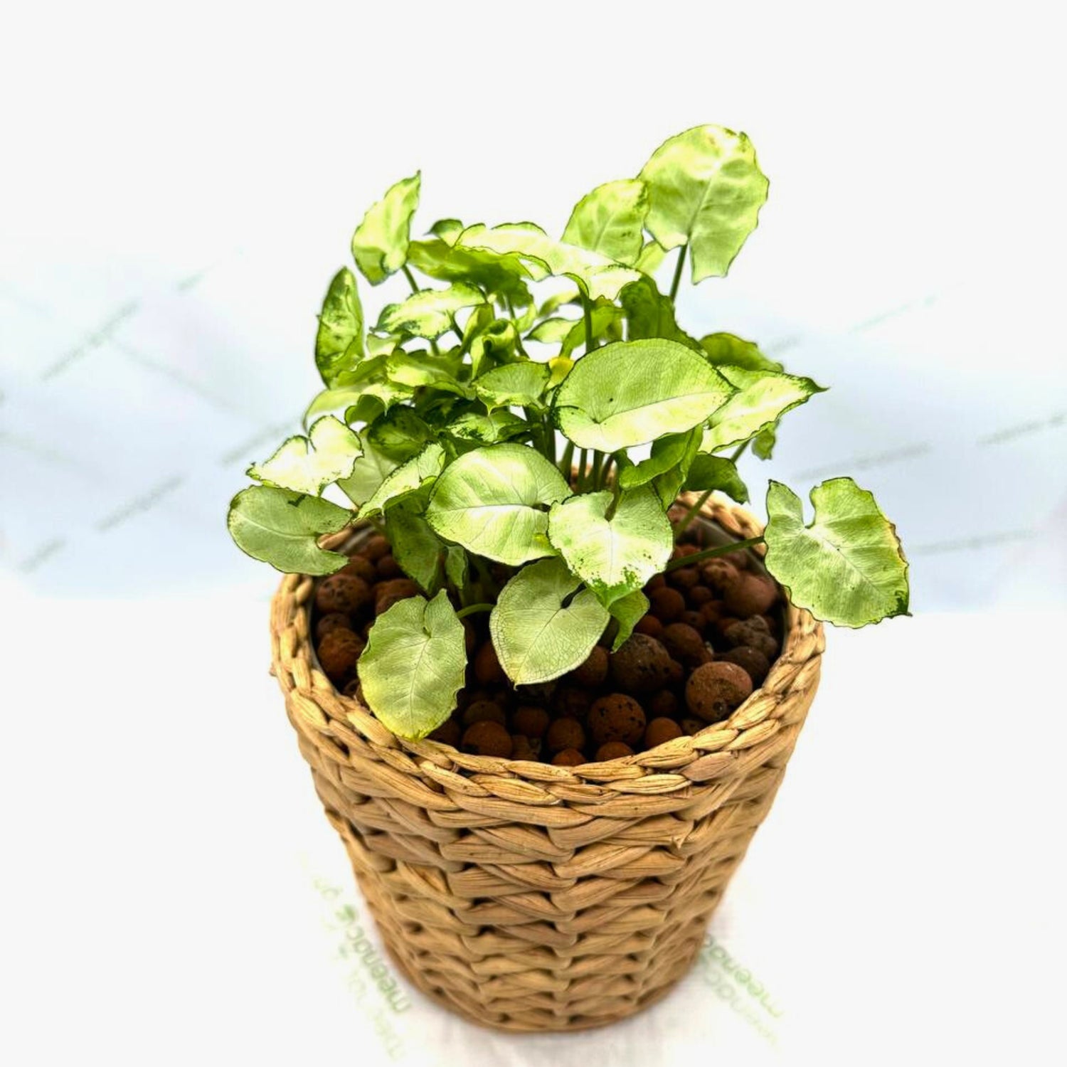 Syngonium in Basket Planter