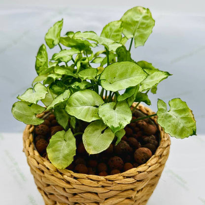 Syngonium in Basket Planter