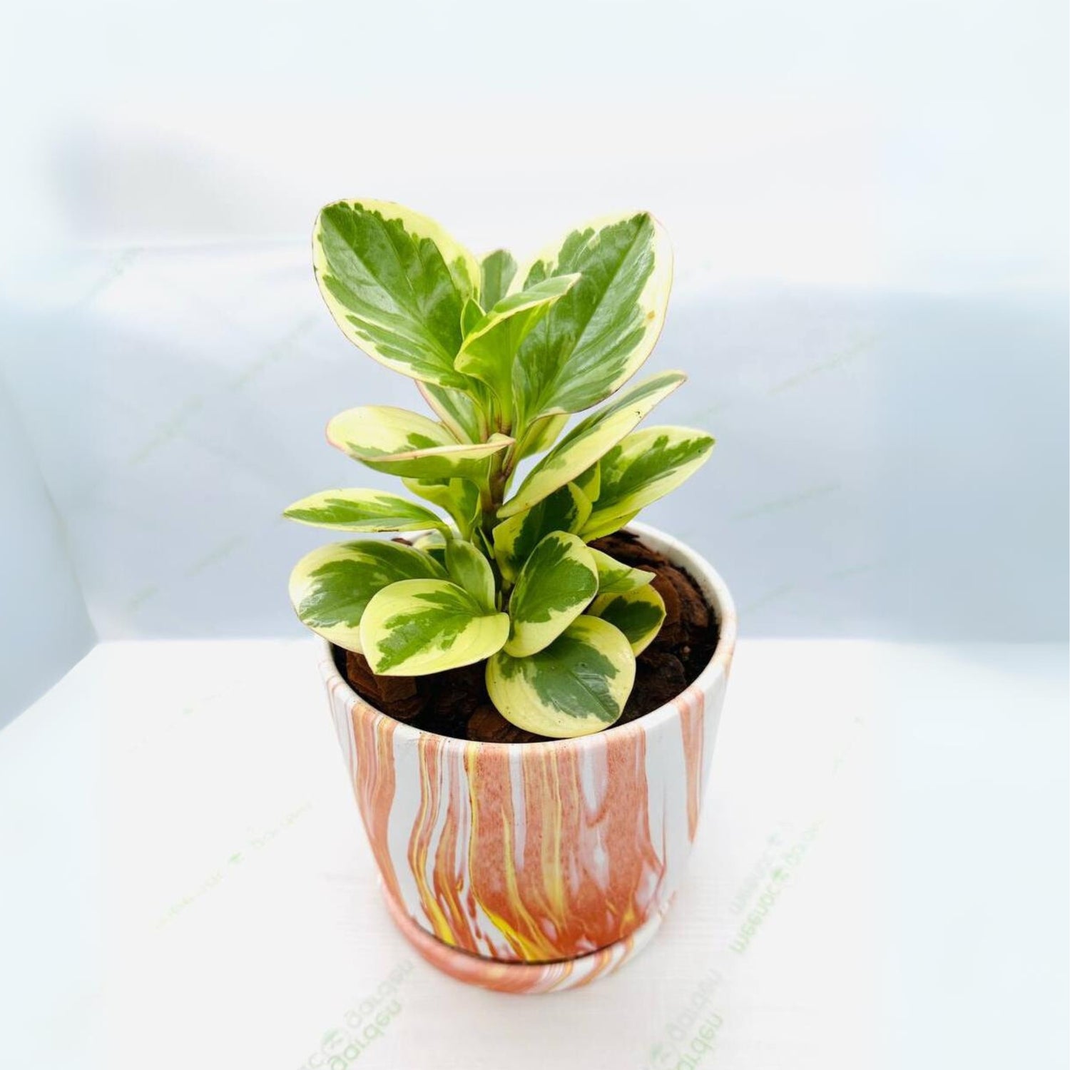 Variegated Pepperomia in Clay Planter