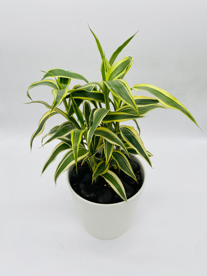 Dracaena in Blue