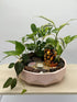 Buy Ganesha’s Grace: A Pink Hexagonal Planter with Assorted Plants | Meenac Garden Dubai